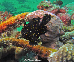 Frogfish (Juvenile).  Taken at Puerto Galera, Philippines... by Diana Green 